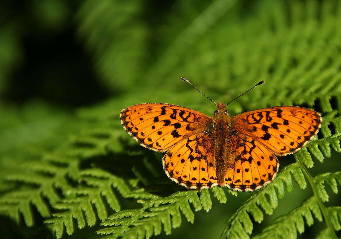 Отдых в зарослях папоротника / Отдых в зарослях папоротника ...