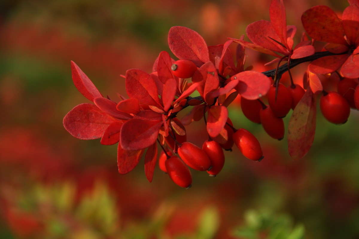 Красные листья, красные ягоды автор Yuri Chistyakov на PhotoGeek.ru #Макро #Пейзаж или природа #Барбарис #Живая растительность #Красный #Осень #Ягоды