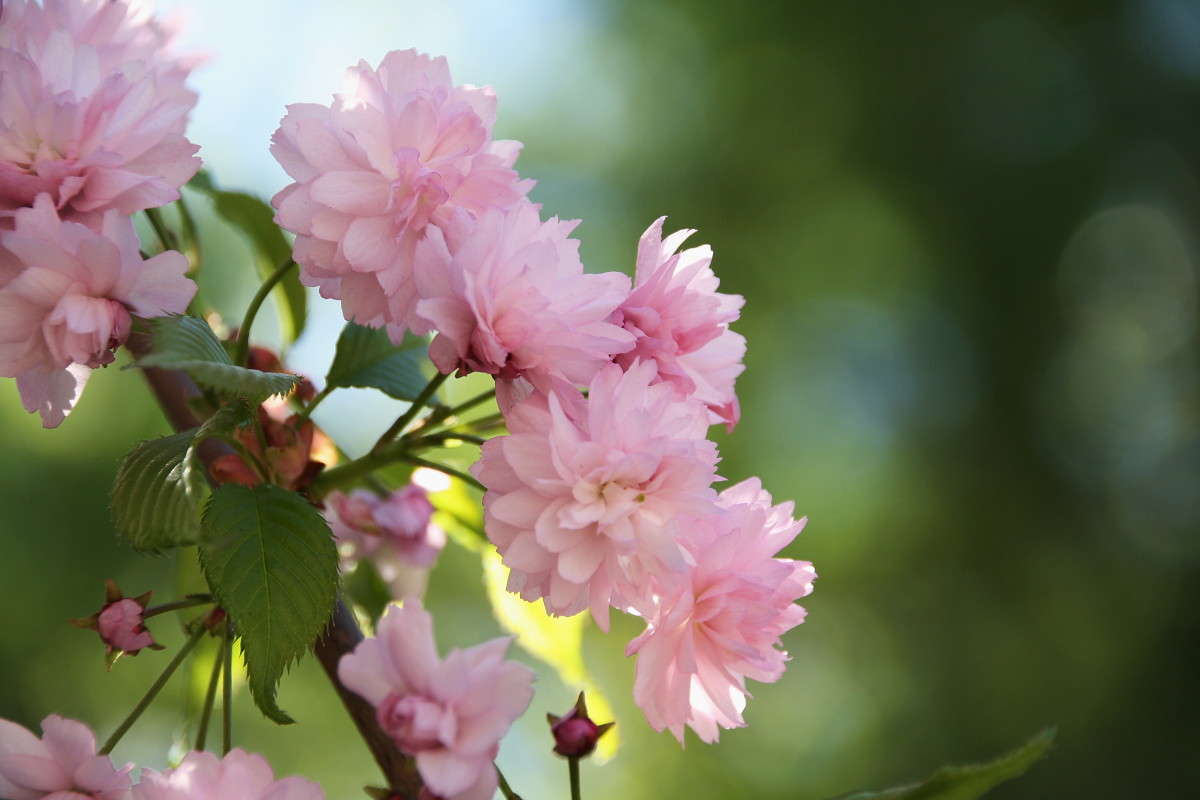 Сакура автор Yuri Chistyakov на PhotoGeek.ru #Макро #Пейзаж или природа #Весна #Живая растительность #Сакура #Цветение
