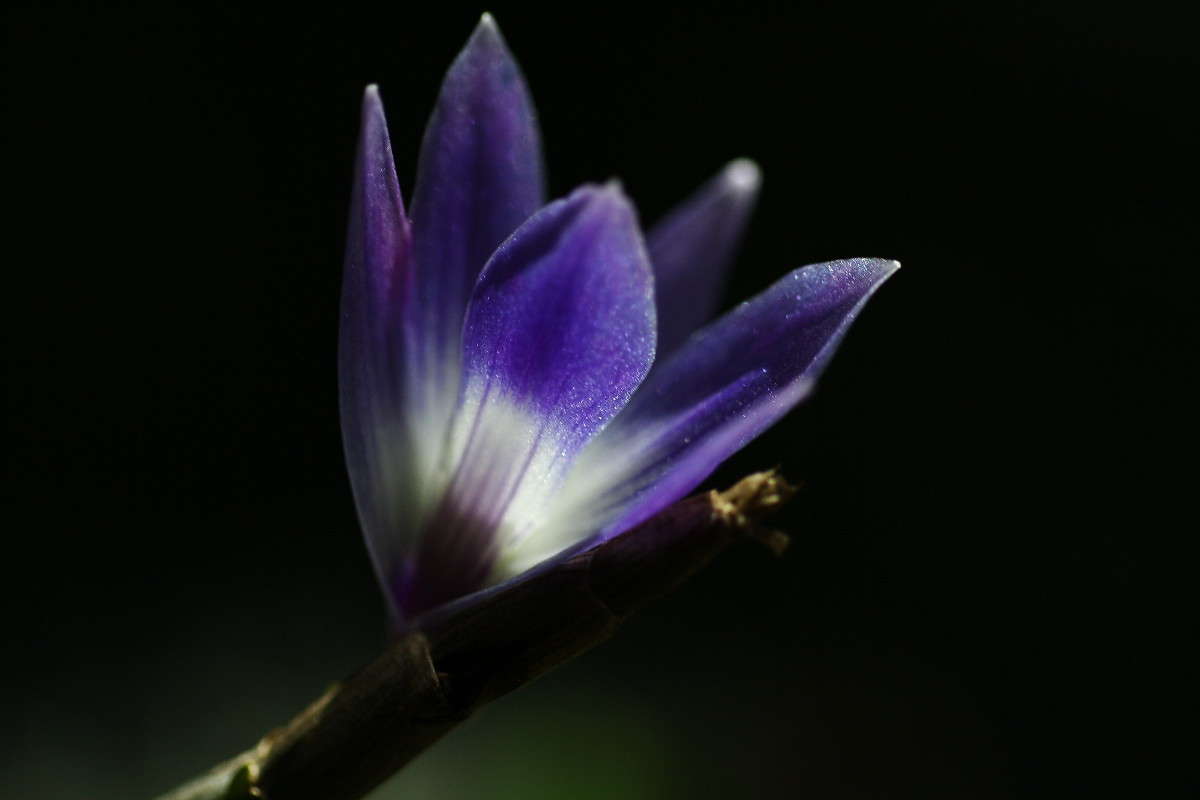 Dendrobium victoriae-reginae  Yuri Chistyakov  PhotoGeek.ru #   # #