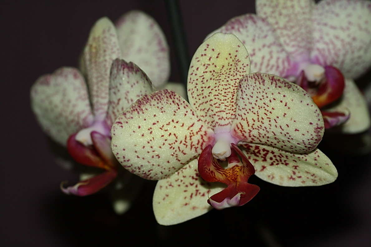 ���������� ��������� ����� Yuri Chistyakov �� PhotoGeek.ru #����� �������������� #������� #�����