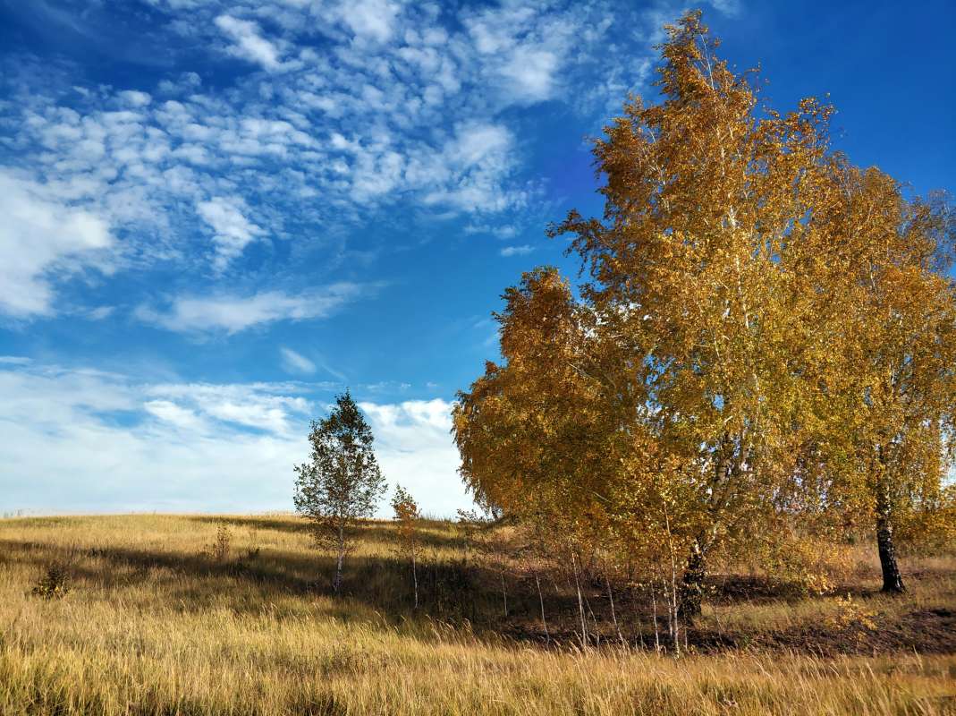 Осень золотая автор Игорь Зубков на PhotoGeek.ru #Пейзаж или природа #Мобилография #Мобильное фото. #Осень #Осень золотая #Ясный день