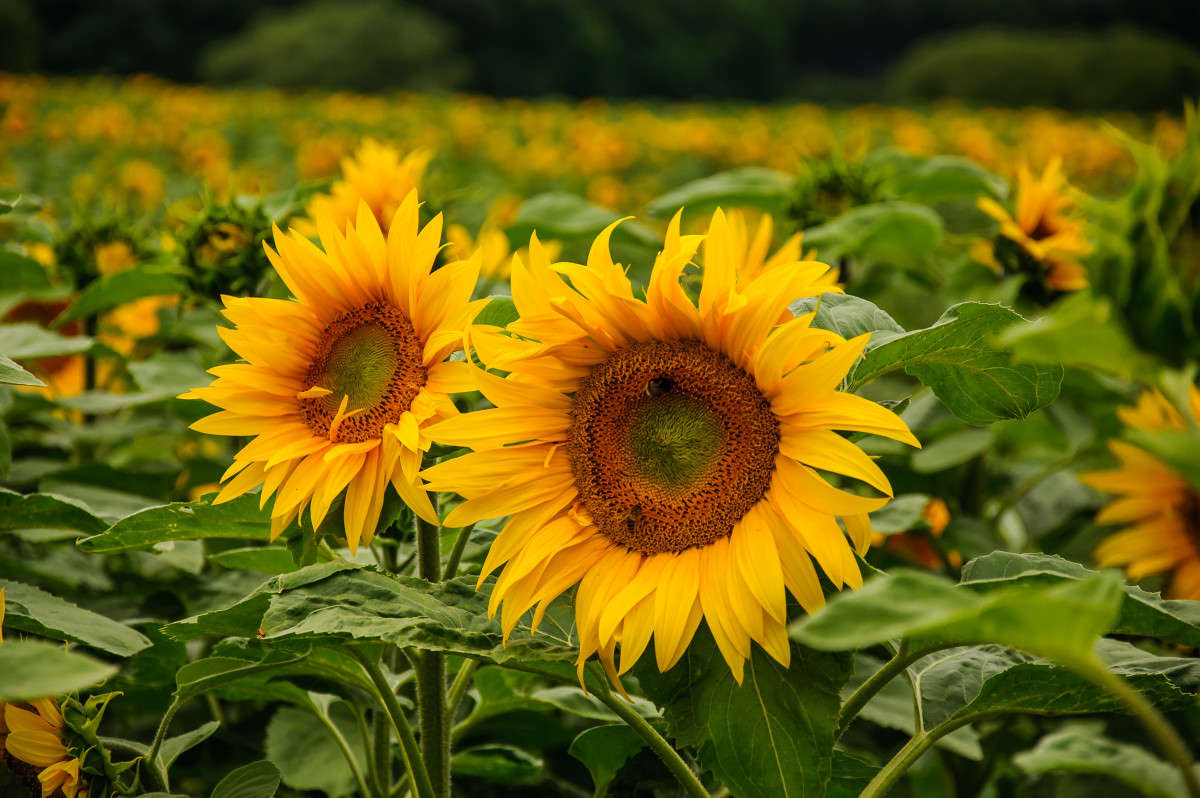 ... ����� Algimantas Markevicius �� PhotoGeek.ru #������ ��� ������� #����� ��������������