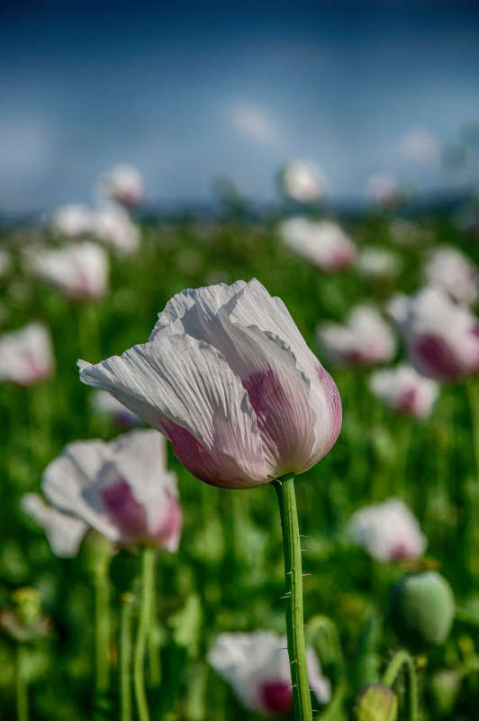 ... ����� Algimantas Markevicius �� PhotoGeek.ru #������ ��� ������� #����� ��������������