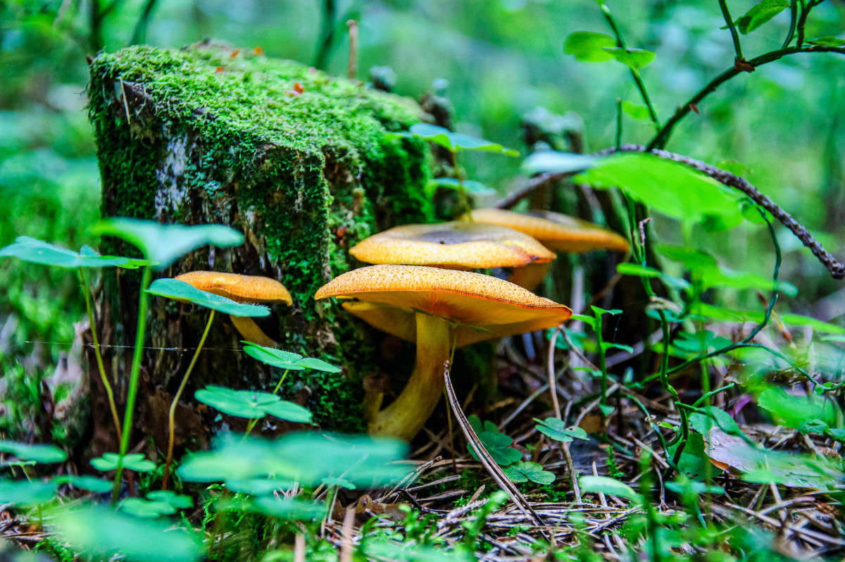 ... ����� Algimantas Markevicius �� PhotoGeek.ru #������ ��� ������� #����� ��������������