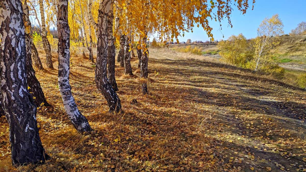 Осень Калачинск