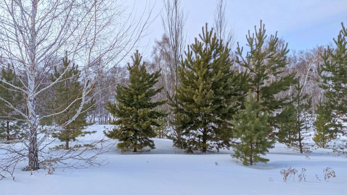Зимний лес автор Владимир Зыбин на PhotoGeek.ru #Зима #Калачинск #Лес #Природа