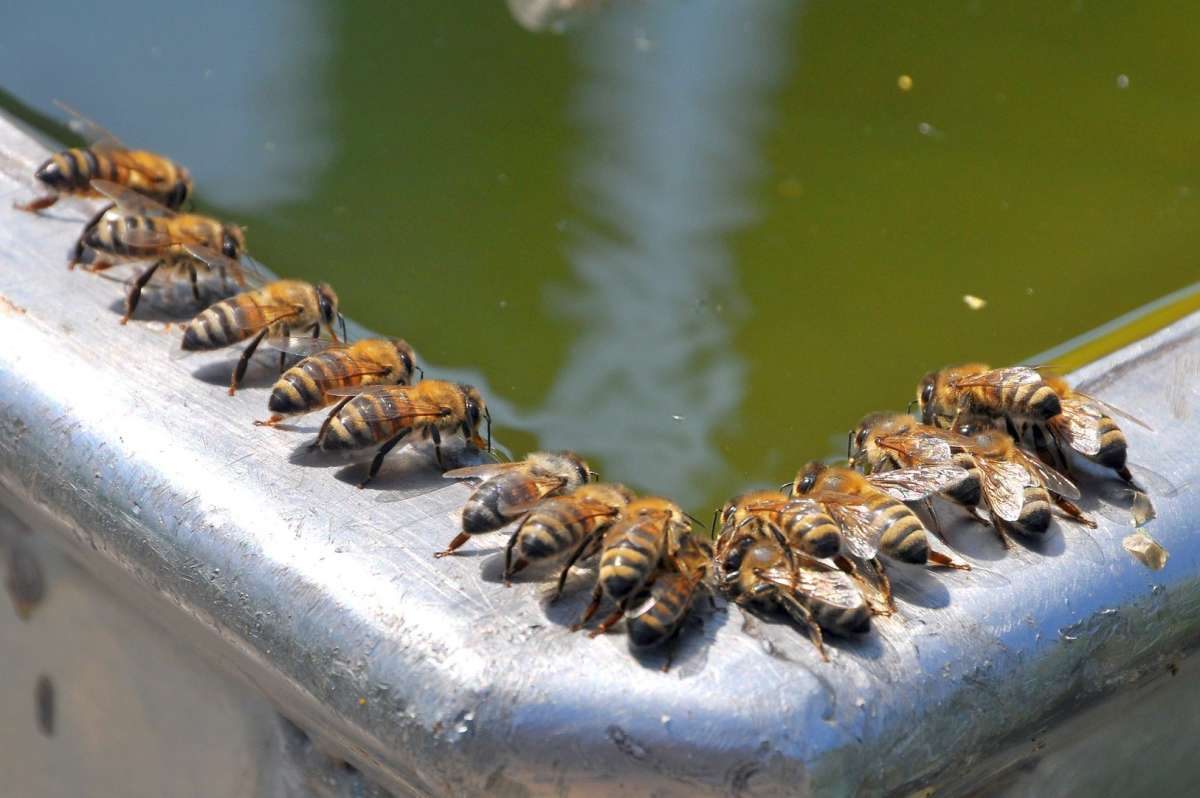 Пчёлы на водопое
