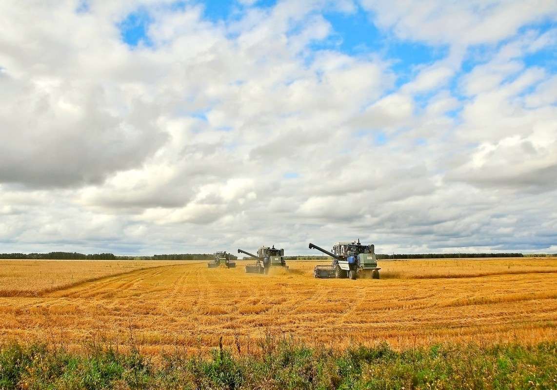 Пшеничное поле Оренбург