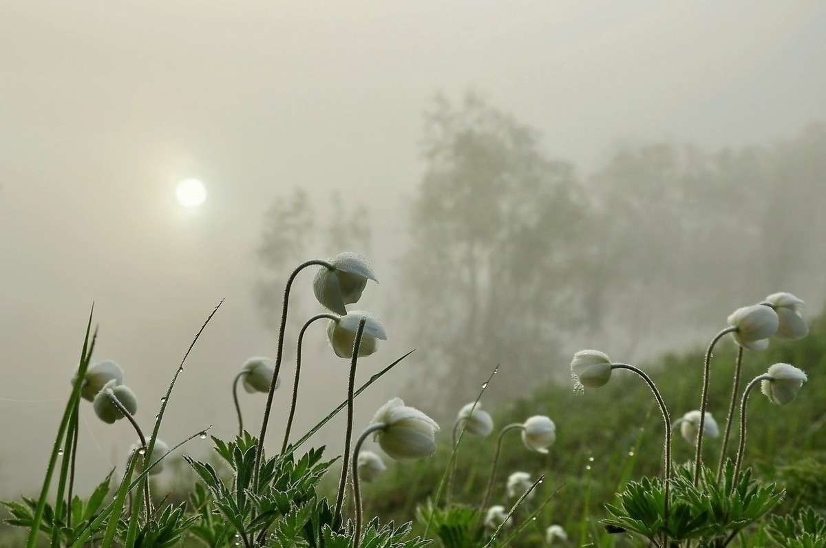 Утренний туман