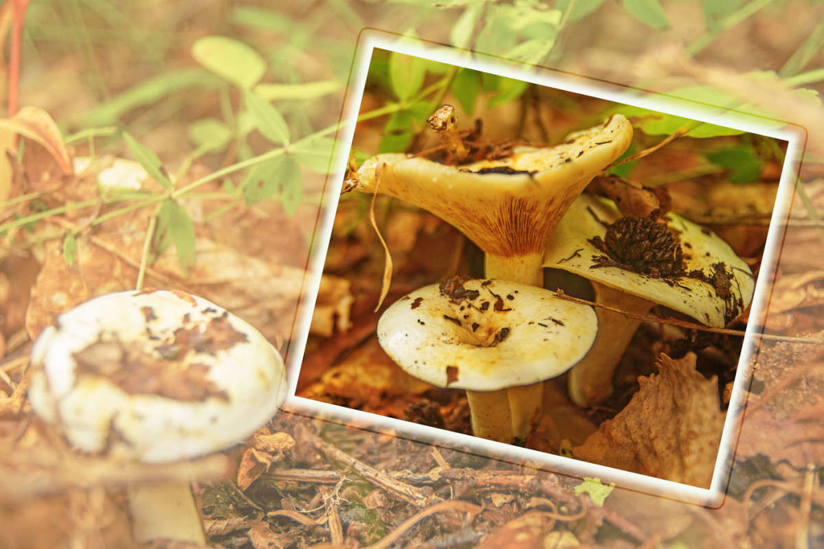 ��, ���������!!! ����� ������� ��������� �� PhotoGeek.ru #������ ��� ������� #����� ��������������