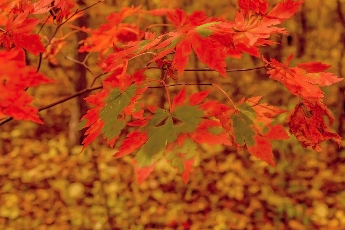 ������-������� ����� ������� ��������� �� PhotoGeek.ru #������ ��� �������