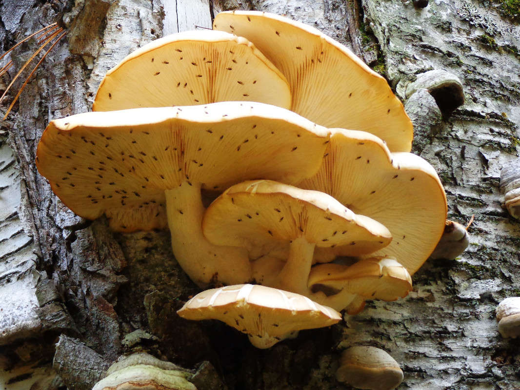 - ������� ���!!! ����� ������� ��������� �� PhotoGeek.ru #������ ��� �������