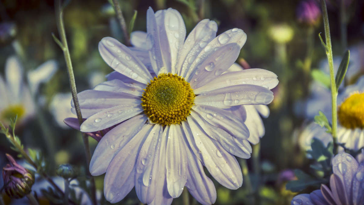 *** ����� ������� ��������� �� PhotoGeek.ru #������ ��� �������