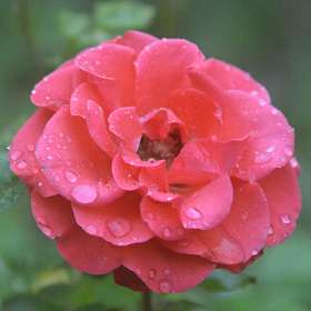 капли на розе после дождя