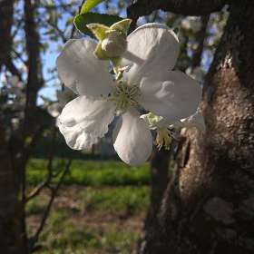 Яблони цветок