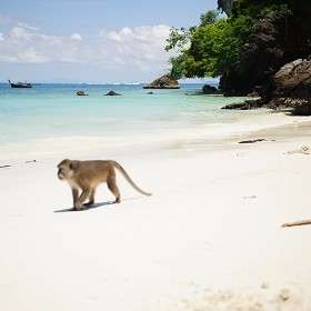 Пляж обезьянок