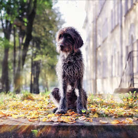 Осенний пёс Жанька ...