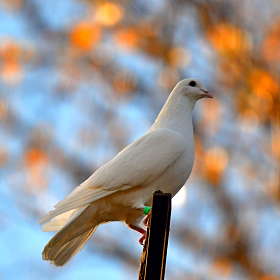 Пермский высоколётный голубь