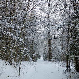 Зимняя дорога в лесу..