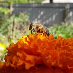 Пчелка)