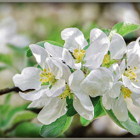 Когда яблоня цветет...))))