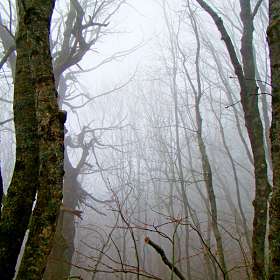 Туман  лесной  горы Бештау...