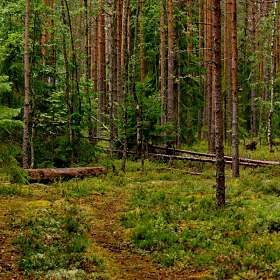 Сосновый лес летом (2)