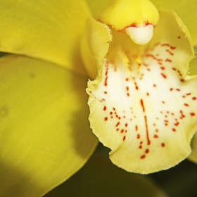 Орхидея лимонная
