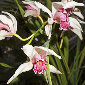 Орхидея Каттлея