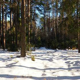В зимнем лесу Смоленщины.