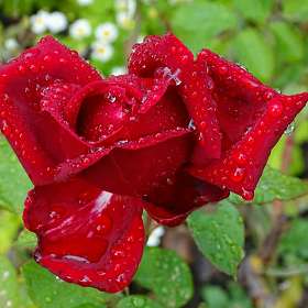 Роза под дождём.