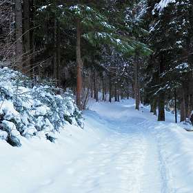 Дорога в зимний лес.