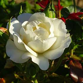 Белая роза - символ верной любви.