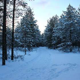 Петяярви. Вечерний зимний лес.