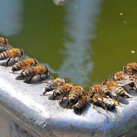 Пчёлы на водопое