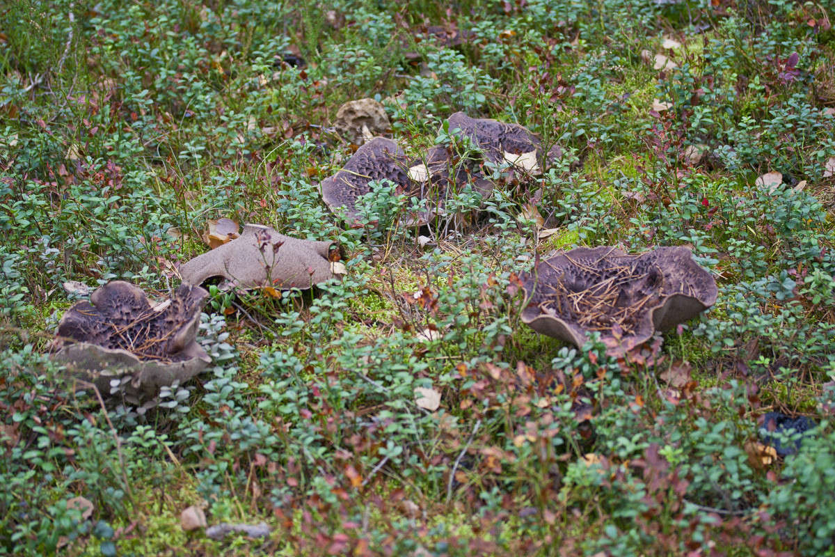 ����� ��� ����������� ����� ����� �������  �� PhotoGeek.ru #������ ��� �������