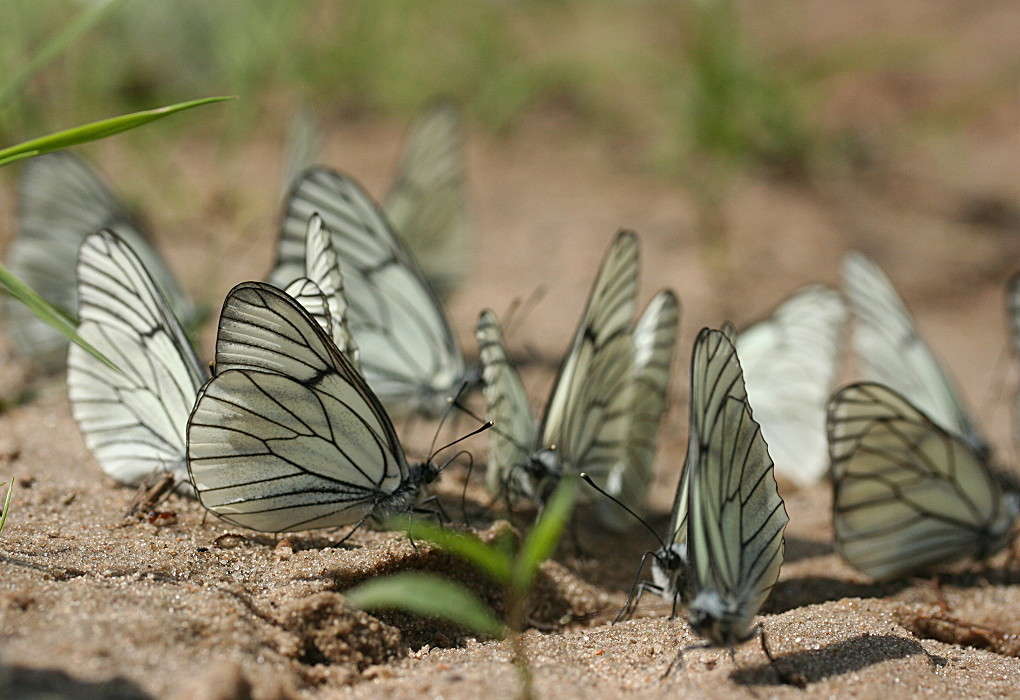 ������� ����� �������  �� PhotoGeek.ru #�������� ��� #������ ��� �������