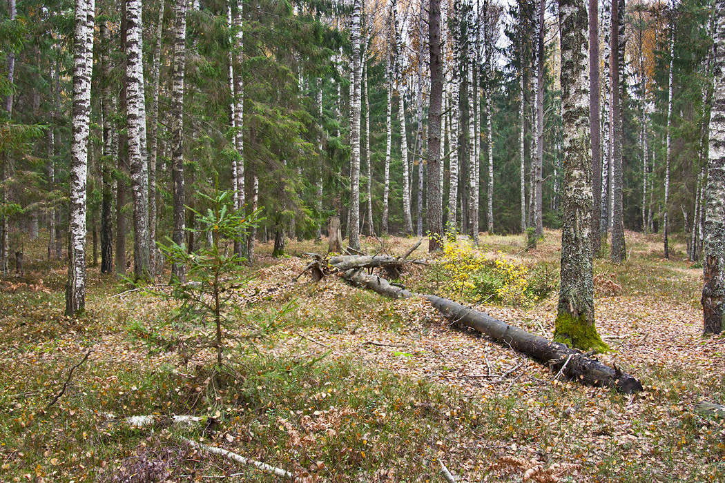 � ���� ����� �������  �� PhotoGeek.ru #������ ��� �������