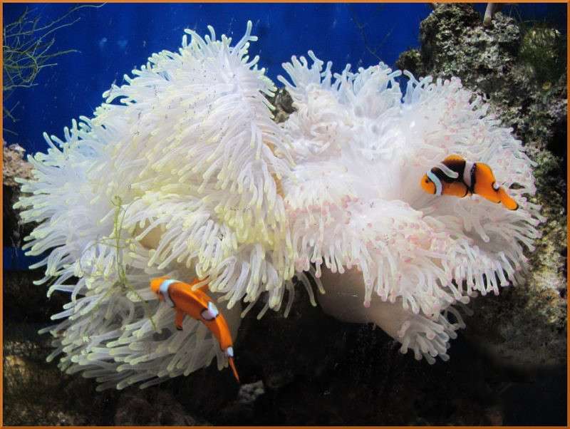 ��������� ��� ����� �������  �� PhotoGeek.ru #������ ��� �������