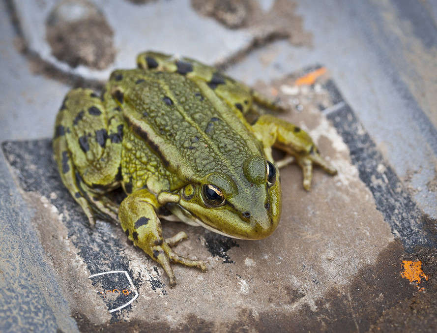 �� �������... ����� �������  �� PhotoGeek.ru #�������� ���