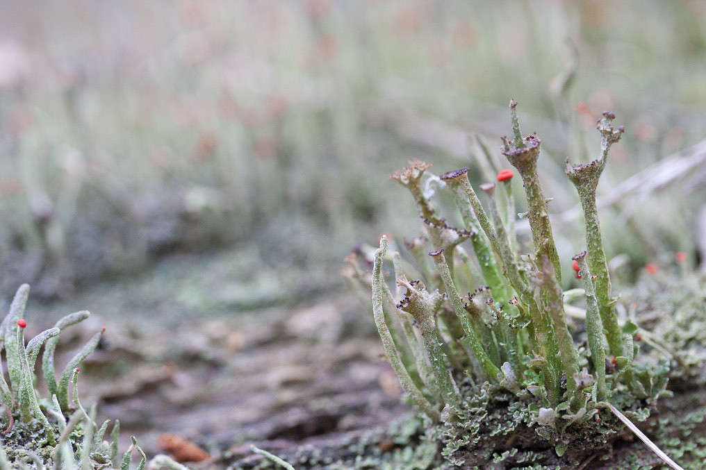 ����� ����� �������  �� PhotoGeek.ru #�����