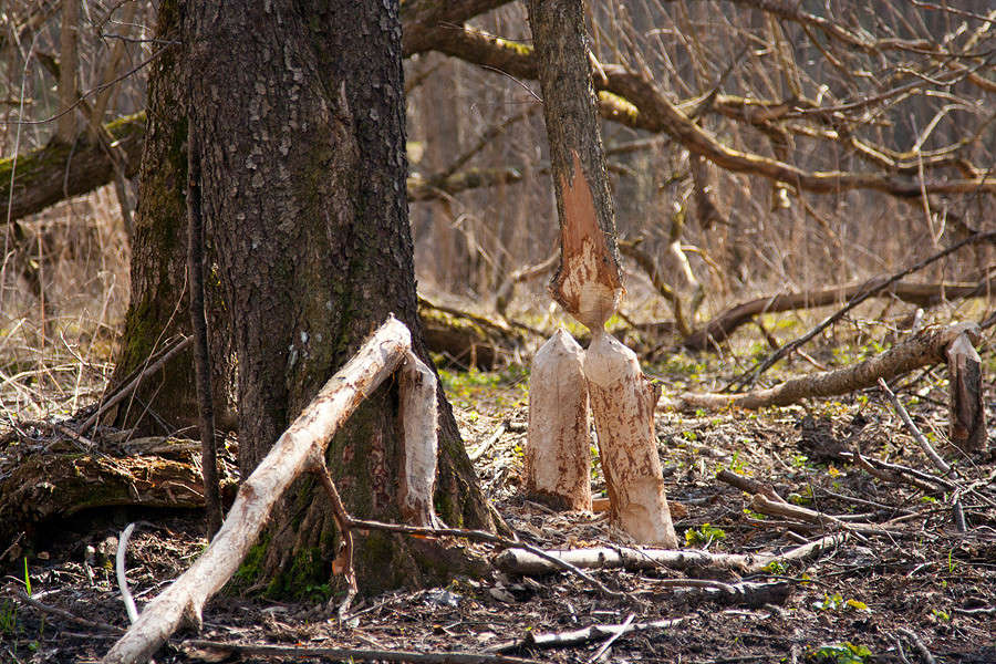 ����� ����� ����� ����� �������  �� PhotoGeek.ru #������ ��� �������