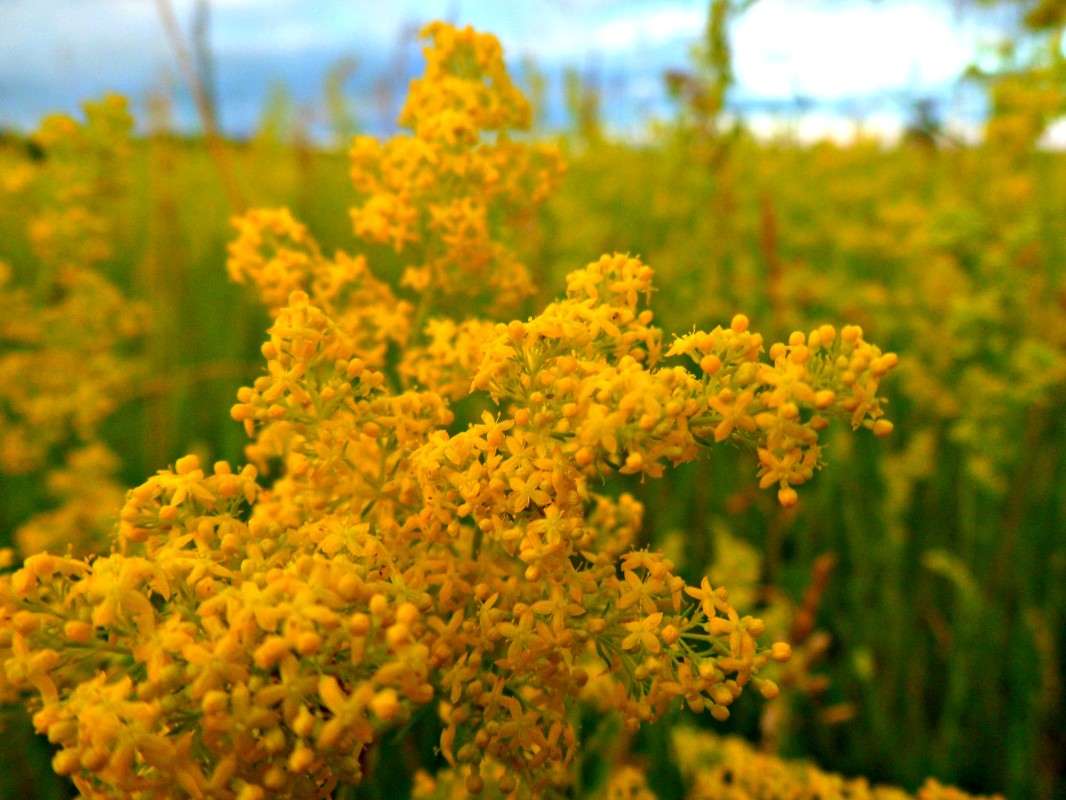 ����� ���� ����� Caramel  �� PhotoGeek.ru #������ ��� ������� #����� ��������������