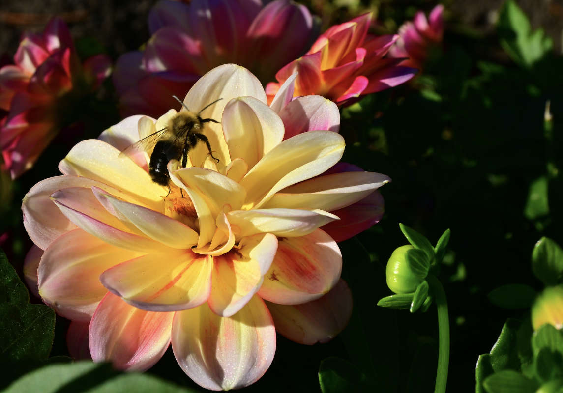 ������� ��������. �������. ����� �������  �� PhotoGeek.ru #�������� ��� #������ ��� �������