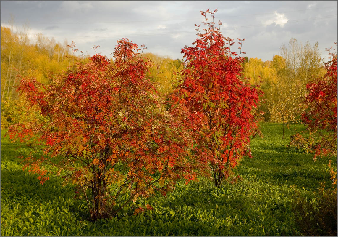 ������� ����������.. ����� dedo ������. �� PhotoGeek.ru #������ ��� ������� #���������