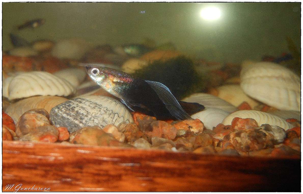 ������ �����_2 ����� ������ ��������� �� PhotoGeek.ru #����� #�����