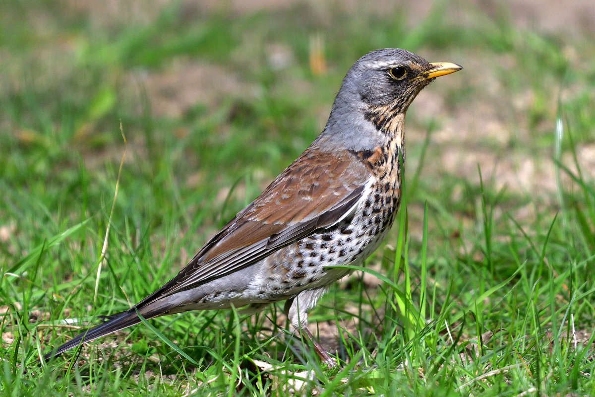 ... ����� �����  �� PhotoGeek.ru #�������� ���