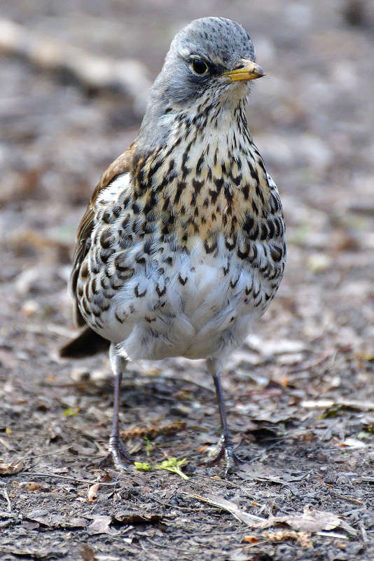 ... ����� �����  �� PhotoGeek.ru #�������� ���