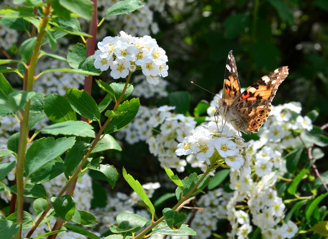 *** ����� ����  �� PhotoGeek.ru #����� #������ ��� ������� #����� �������������� #���������